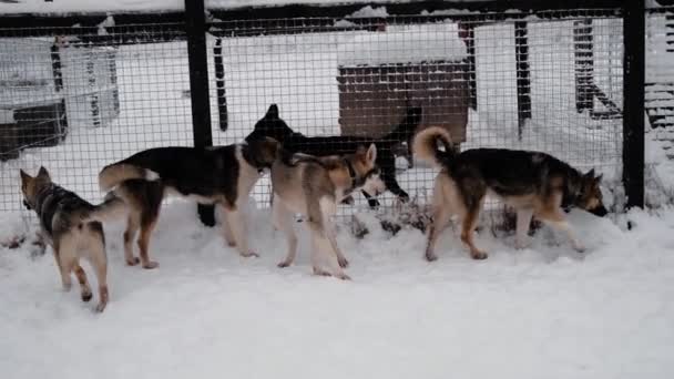 4K πλάνα. Kennel του βόρειου έλκηθρο σκυλιά του mestizos Alaskan husky. Τα σκυλιά στέκονται πίσω από φράχτη το χειμώνα στο χιόνι και μυρίζουν ο ένας τον άλλον κάτω από την ουρά τους. Είναι περίεργοι.. - Πλάνα, βίντεο
