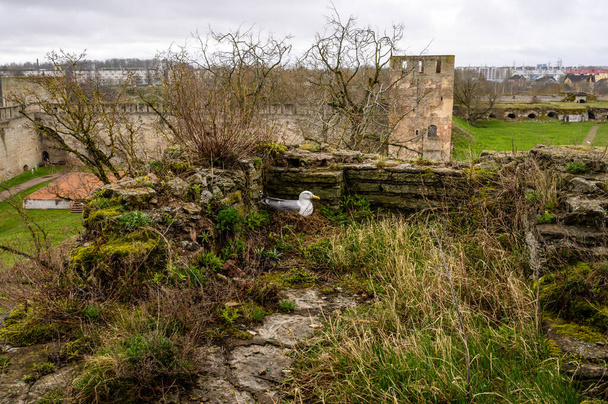 seagull sits in a nest on eggs. Fortress wall Ivangorod. Ivangorod fortress. History of Russia. - Photo, Image