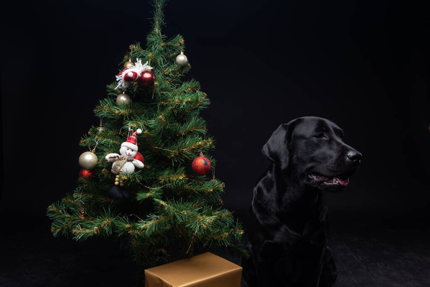 Retrato de un perro Labrador Retriever cerca del árbol verde del año nuevo. La foto fue tomada en un estudio fotográfico sobre un fondo negro. - Foto, Imagen