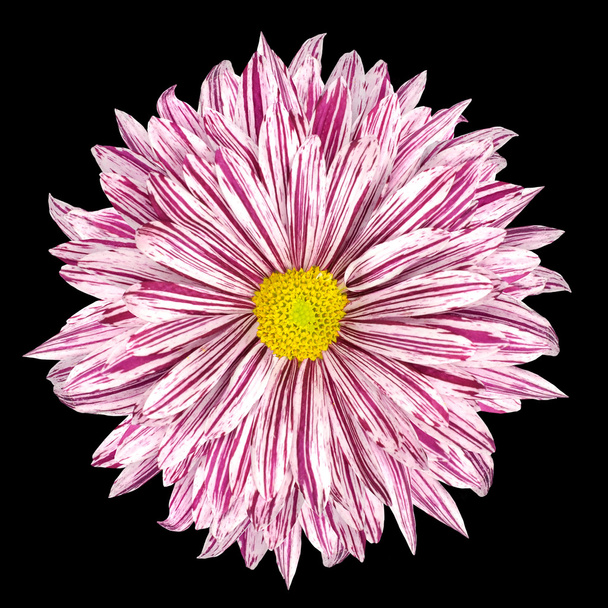 Chrysanthemum Цветок белый и фиолетовый лепестки изолированы
 - Фото, изображение