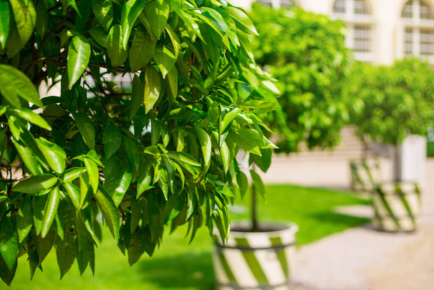 Помаранчеве маленьке дерево в горщику на весняному розмитому сонячному фоні. Природа зеленого листя в саду влітку. Натуральне зелене листя рослини, що використовуються як весняний фон на обкладинці сторінки зелені шпалери
 - Фото, зображення
