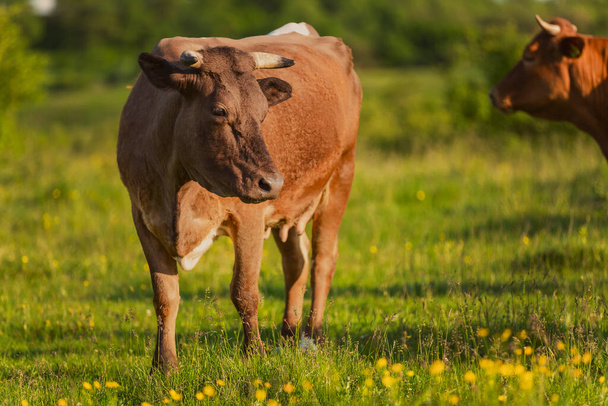 cow grazing on the lawn - Фото, зображення