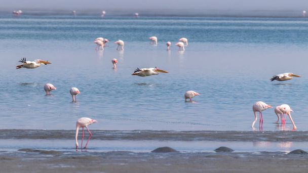 Lecące obok wielkie białe pelikany (Pelecanus onocrotalus), zatoka Walwis, Namibia. - Zdjęcie, obraz