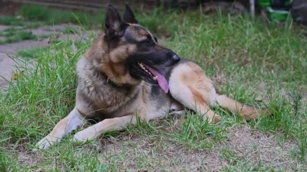 Detailní záběr supění německého ovčáckého psa - Záběry, video