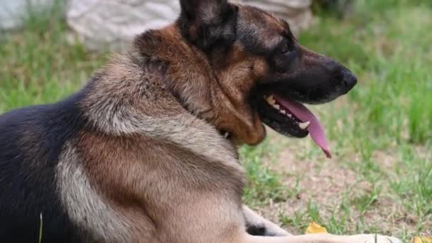 Gros plan du chien berger allemand haletant vu à l'extérieur - Séquence, vidéo