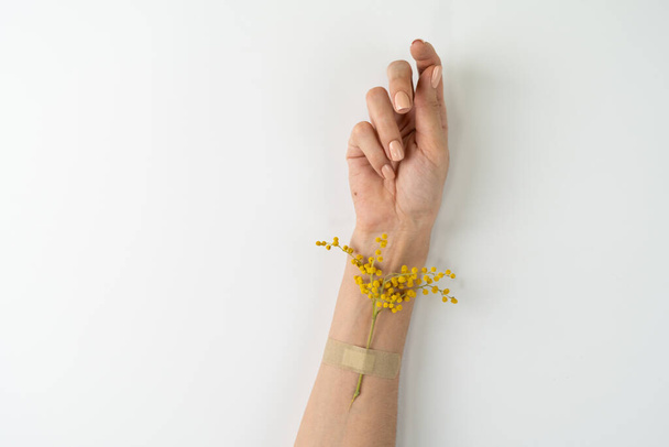A close shot of the thin graceful hands of a girl with a nude manicure with a yellow flower attached to a leuko-shepherd, on a white background - Valokuva, kuva