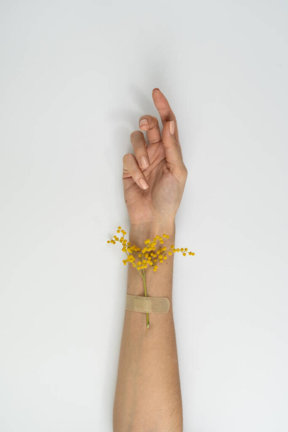 A close shot of the thin graceful hands of a girl with a nude manicure with a yellow flower attached to a leuko-shepherd, on a white background - Фото, изображение