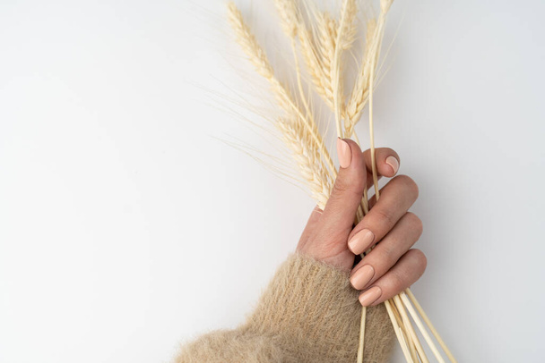 A close shot of the thin graceful hands of a girl with a nude manicure holds dried flowers of wheat on a white background - Фото, изображение