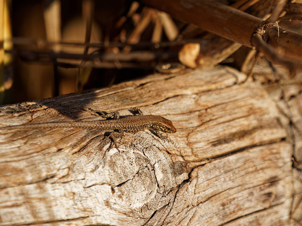 detalhe de um lagarto em um prado
 - Foto, Imagem