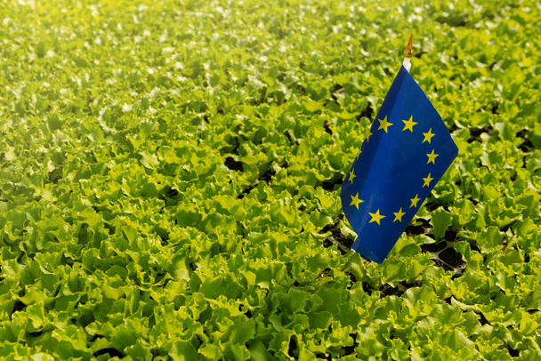viljelmillä kasvaa paljon vihreää salaattia, kasvien joukossa on eu-lippu, konsepti - Valokuva, kuva