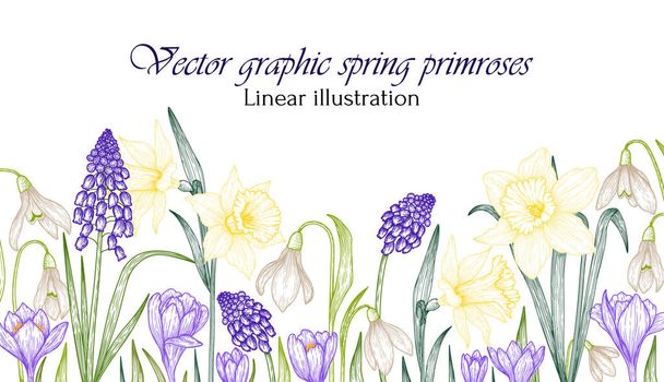  Ilustración vectorial gráfico color lineal jardín de flores de onagra. Gotas de nieve, narcisos, azafrán, muscari - Vector, Imagen