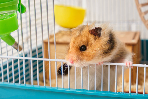 cute fluffy tricolor long haired syrian hamster peeking out of the cage slective focus - Φωτογραφία, εικόνα