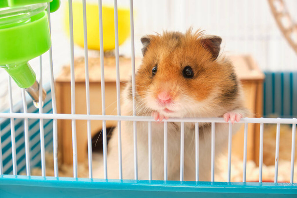 cute fluffy tricolor long haired syrian hamster peeking out of the cage slective focus - Foto, Imagem