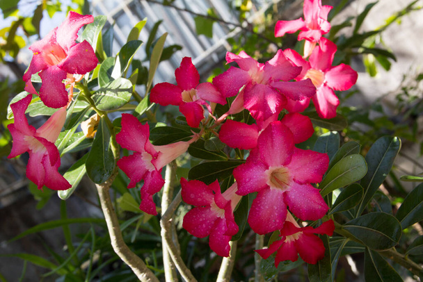 Flores de Adenium jalá con otros nombres como Desert rose, Mock Azalea, Pink bignonia o Impala lily. Tiene flor rosa con 5 pétalos, forma de cono en la base con gotas de agua y luz solar en día soleado. - Foto, Imagen