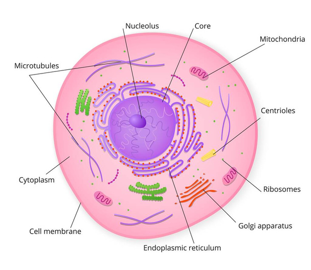 Estructura de la célula con partículas firmadas - Vector, imagen