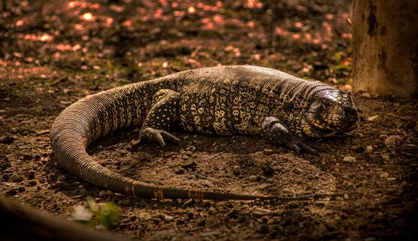 Lagarto llamado lagarto overo, iguana (Salvator merianae) en el suelo en El Palmar, Entre Ros, Argentina. Por la tarde. - Foto, Imagen