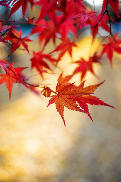Hojas coloridas de otoño - Foto, Imagen
