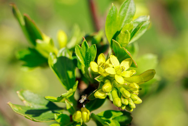 Bahar sarısı Bektaşi üzümü çiçekleri kapanıyor. Bahçıvanlık ve tarım. Doğal arkaplan. - Fotoğraf, Görsel