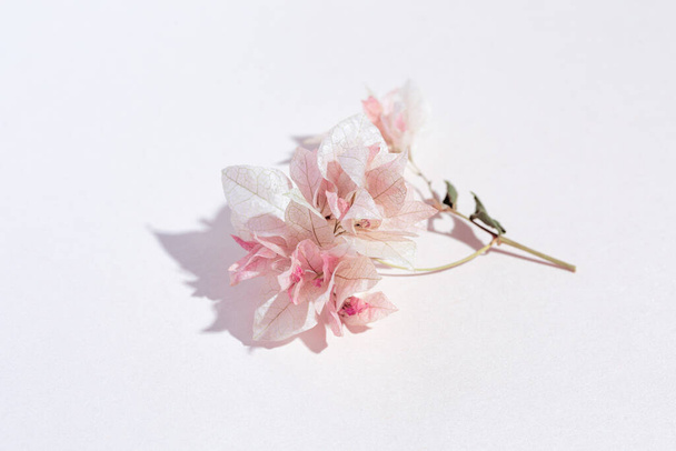 A sprig of bougainvillea on a pink background. Pastel color. Shadow - Foto, afbeelding