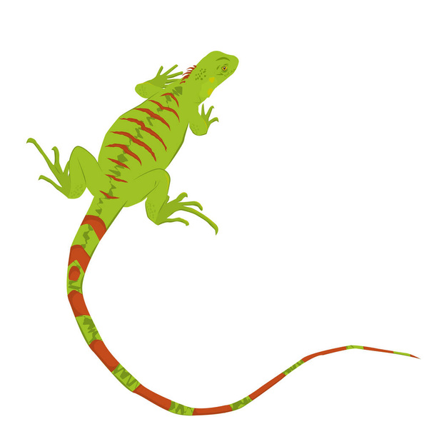 illustrazione vettoriale di un'iguana isolata su sfondo bianco - Vettoriali, immagini