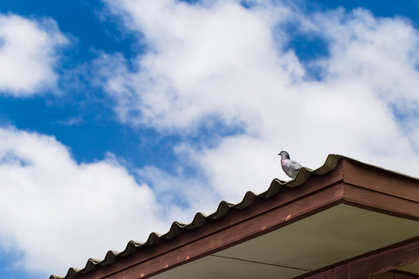 Pigeon on rooftop with cloudy sky background - Foto, immagini