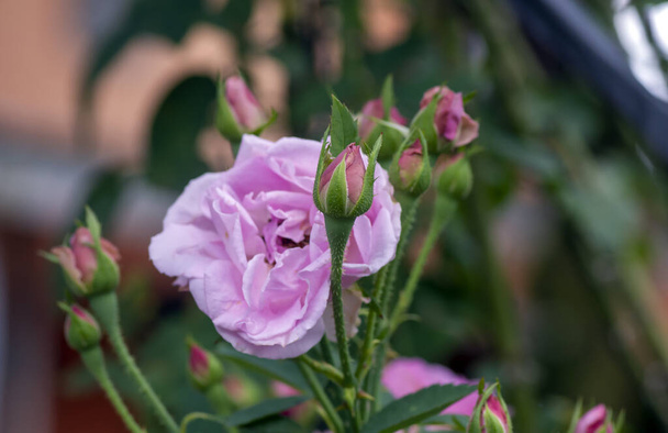 Růžové růže pupeny s rozmazaným pozadím, na mělkém ostření - Fotografie, Obrázek