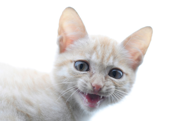 Ginger cat portrait predatory meowing - Foto, Bild