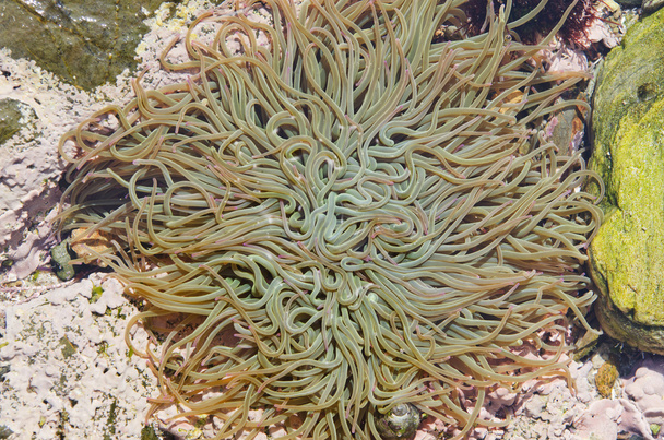anemona  - Foto, imagen