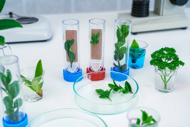 Young plant in science test tube , lab research - Zdjęcie, obraz