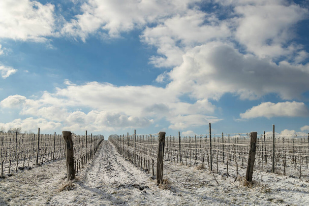 Mikulov yakınlarındaki kış üzüm bağı, Palava bölgesi, Güney Moravya, Çek Cumhuriyeti - Fotoğraf, Görsel