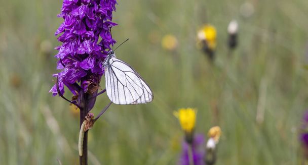 Black-veined White butterfly, Aporia crataegi and Heath Spotted Orchid or Moorland Spotted Orchid (Dactylorhiza maculata) - Photo, Image