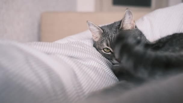 Μια ντόπια ριγέ γκρι γάτα ξαπλωμένη στο κρεβάτι και κουνάει την ουρά της. Η γάτα στο εσωτερικό του σπιτιού. Παγκόσμια Ημέρα Γατών. - Πλάνα, βίντεο