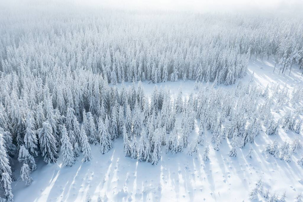 Kuusimetsä pohjoisessa, kaunis ilmakuva. Uskomaton talvikohtaus. Jouluteema. Talvitausta. Talvi metsä antenni näkymä. Hämmästyttävä luonto maisema - Valokuva, kuva