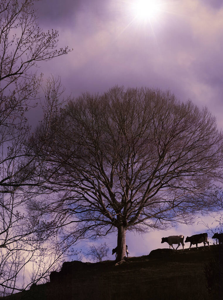 Vacas en la colina y al final del día con matices magenta en el cielo - Foto, Imagen