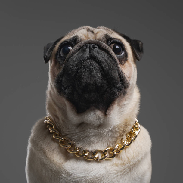 Boynunda altın zincir olan şık bir köpek. - Fotoğraf, Görsel