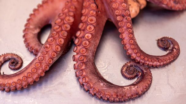 Cooked octopus for cooking recipe on steel table, intelligent concept - Photo, image