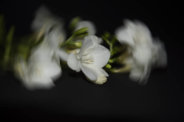 imagem turva de pequenas flores de orquídeas brancas no fundo preto - Foto, Imagem