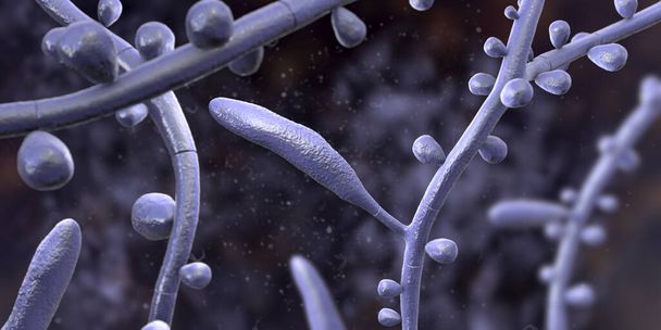 Pilz Trichophyton rubrum, 3D-Illustration mit Makrokonidien, Mikrokonidien und Septate-Hyphen. Befällt Haut und Nägel, die Dermatophytose verursachen, insbesondere an Füßen (Fußpilz) und Onychomykose - Foto, Bild