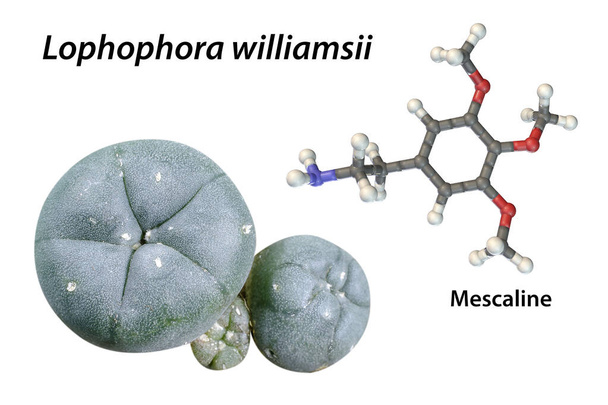 Mescaline molecule and its natural source, Mexican peyotl cactus (Lophophora williamsii), 3D illustration and photograph. Mescaline is a hallucinogenic substance present in the flesh of the cactus - Photo, Image