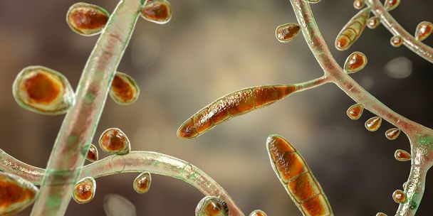 Champignon Trichophyton rubrum, illustration 3D montrant des macroconidies, des microconidies et des hyphes septés. Infecte la peau et les ongles causant la dermatophytose, en particulier sur les pieds (tinea pedis), et l'onychomycose - Photo, image