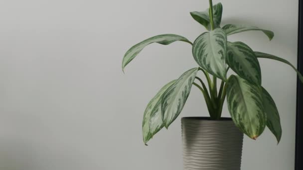  Green large-leaved plant in a beige pot on a gray background - Footage, Video