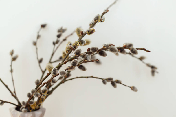 Willow branches close up in sunny light on white wall background. Happy Easter ! Simple stylish easter decor. Space for text. Blooming pussy willow, spring time - Photo, Image