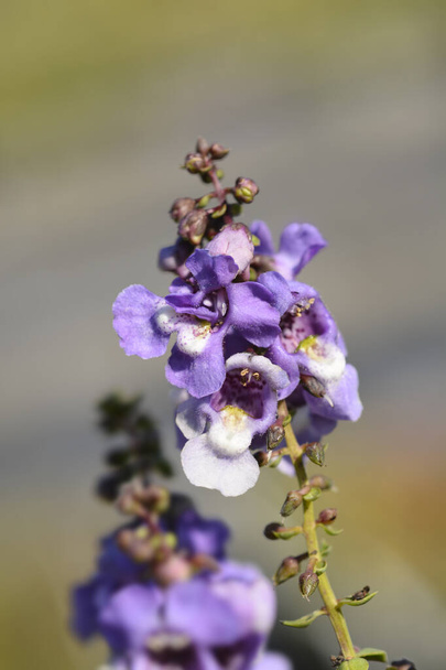 Imágenes de Flores azules de cerca, fotos e imágenes de stock de Flores  azules de cerca