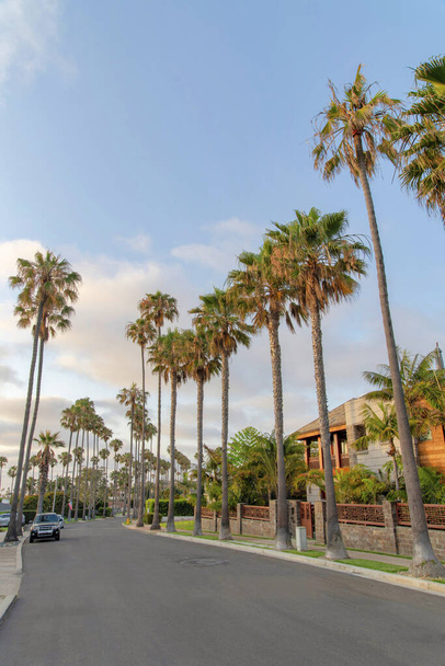 Droga asfaltowa w dzielnicy mieszkalnej z palmami w La Jolla, Kalifornia - Zdjęcie, obraz