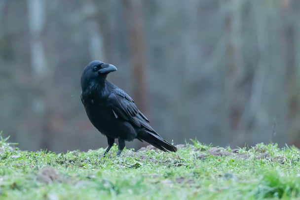 Common raven, raven, Corvus corax - Photo, Image