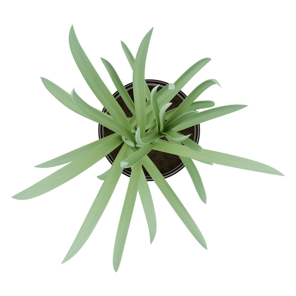 vue du dessus de la plante d'intérieur dans un pot en verre isolé sur fond blanc
 - Photo, image