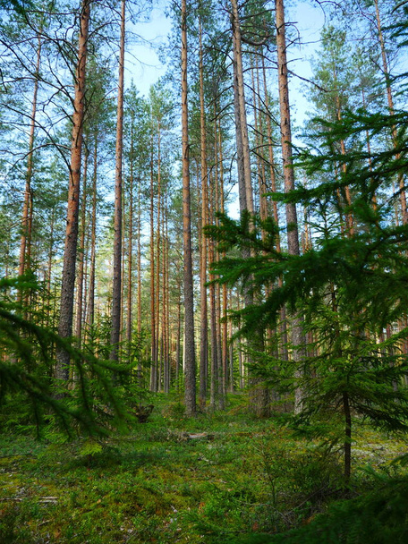Morgen in einem Kiefernwald im Sommer, reines Grün Kühle und Frische, niedriger Blickwinkel - Foto, Bild