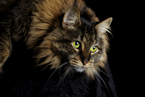 maine coon kedi aşağı bakıyordu - Fotoğraf, Görsel