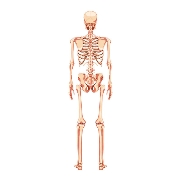 Szkielet Ludzki widok z tyłu. Realistyczny płaski naturalny kolor koncepcja Fizjologia anatomiczna Wektor ilustracja - Wektor, obraz