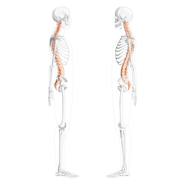 Вид збоку хребетного стовпа людини з частково прозорим розташуванням скелета, спинного мозку, грудного поперекового відділу хребта
  - Вектор, зображення